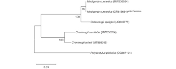 Image result for Crenimugil seheli