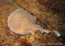 Image result for Torpedo marmorata