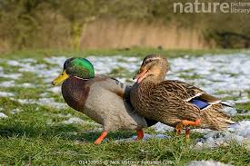 Attēlu rezultāti vaicājumam “Anas platyrhynchos”