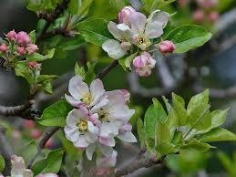 Attēlu rezultāti vaicājumam “Malus domestica flower”