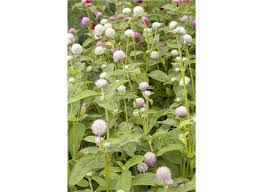 Image result for Kugelamarant