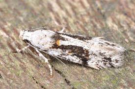 Attēlu rezultāti vaicājumam “Carpatolechia alburnella”