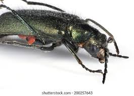 Attēlu rezultāti vaicājumam “Cicindela sylvatica”