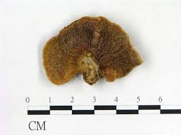 Attēlu rezultāti vaicājumam “Gloeophyllum trabeum”