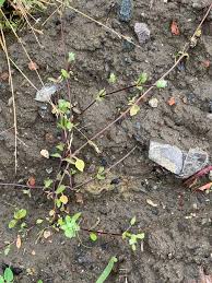Attēlu rezultāti vaicājumam “Arenaria serpyllifolia leaf”