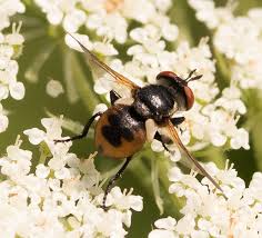 Attēlu rezultāti vaicājumam “Gymnosoma sp.”