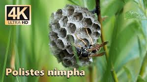 Attēlu rezultāti vaicājumam “Polistes nimpha”