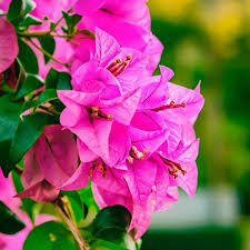 Image result for bougainvillea