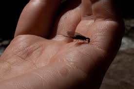 Attēlu rezultāti vaicājumam “Raphidioptera larva”