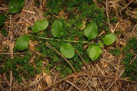 Attēlu rezultāti vaicājumam “Veronica officinalis leaf”