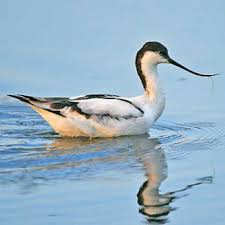 Attēlu rezultāti vaicājumam “Recurvirostra avosetta”