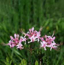 Attēlu rezultāti vaicājumam “Rhododendron periclymenoides flower”