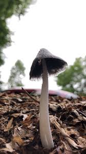 Attēlu rezultāti vaicājumam “Coprinus lagopus”