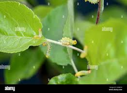 Attēlu rezultāti vaicājumam “Pristiphora maesta”