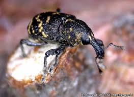 Attēlu rezultāti vaicājumam “Hylobius abietis”