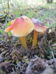 Attēlu rezultāti vaicājumam “Hygrocybe acutoconica”