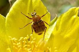 Attēlu rezultāti vaicājumam “Cribraria martinii stalked”