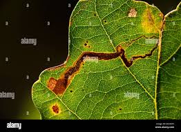 Attēlu rezultāti vaicājumam “Tischeria complanella larva”