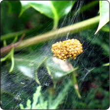 Attēlu rezultāti vaicājumam “Araneus diadematus eggs”