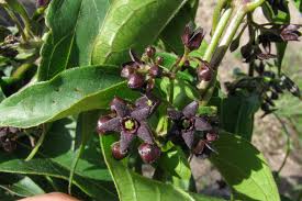 Attēlu rezultāti vaicājumam “Vincetoxicum hirundinaria fruit”