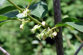 Attēlu rezultāti vaicājumam “Frangula alnus flower”