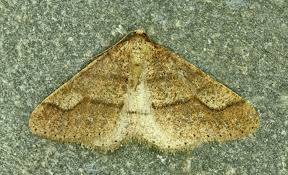 Attēlu rezultāti vaicājumam “Agriopis marginaria”