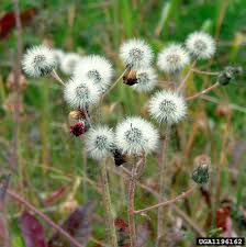 Image result for Hieracium aurantiacum