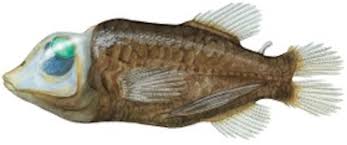 Attēlu rezultāti vaicājumam “Microstoma protracta”