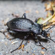 Attēlu rezultāti vaicājumam “Carabus hortensis”