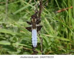 Attēlu rezultāti vaicājumam “Libellula depressa male”
