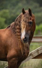 Image result for chestnut friesian