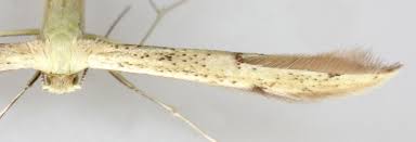 Attēlu rezultāti vaicājumam “Adaina microdactyla”