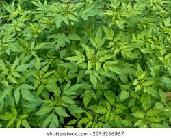 Attēlu rezultāti vaicājumam “Bidens frondosa leaf”