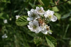 Attēlu rezultāti vaicājumam “Rubus caesius flower”