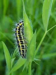 Attēlu rezultāti vaicājumam “Zygaena lonicerae larva”