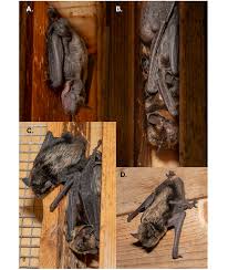 Attēlu rezultāti vaicājumam “Eptesicus nilssonii”