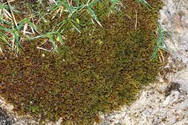 Attēlu rezultāti vaicājumam “Palustriella falcata”