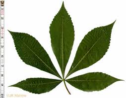 Attēlu rezultāti vaicājumam “Aesculus flava leaf”