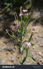 Attēlu rezultāti vaicājumam “Epilobium parviflorum”