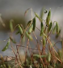 Attēlu rezultāti vaicājumam “Bryales”
