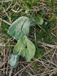 Attēlu rezultāti vaicājumam “Petasites spurius”