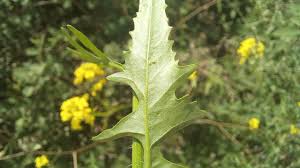 Attēlu rezultāti vaicājumam “Sisymbrium loeselii leaf”