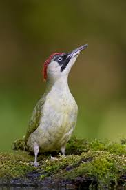 Attēlu rezultāti vaicājumam “Picus viridis”