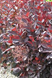 Attēlu rezultāti vaicājumam “Cotinus coggygria leaf”