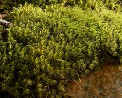 Attēlu rezultāti vaicājumam “Dicranum scoparium”