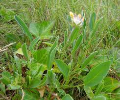 Attēlu rezultāti vaicājumam “Anthyllis vulneraria leaf”