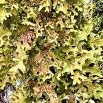 Attēlu rezultāti vaicājumam “Metzgeria furcata”