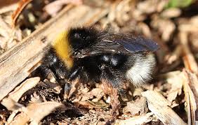 Attēlu rezultāti vaicājumam “Psithyrus sylvestris”