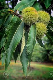 Attēlu rezultāti vaicājumam “Castanea sativa  fruit”