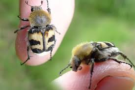 Attēlu rezultāti vaicājumam “Trichius fasciatus imago”